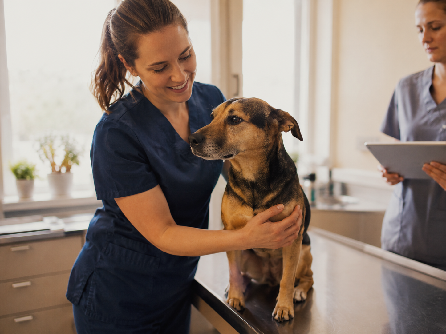A veterinary team at work in a small-animal hospital